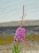 Epilobium angustifolium, Fireweed, Épilobe en épi, Environs de Juneau, Alaska