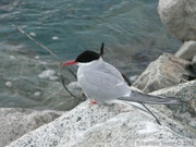 Sterna paradisaea, Arctic tern, Sterne arctique, Fleuve Yukon à Whitehorse