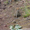 Tamiasciurus hudsonicus, Red squirrel, Écureuil roux, Whitehorse, Yukon américain 