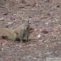 Tamiasciurus hudsonicus, Red squirrel, Écureuil roux, Whitehorse, Yukon américain 