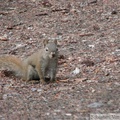 Tamiasciurus hudsonicus, Red squirrel, Écureuil roux, Whitehorse, Yukon américain 