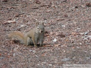 Tamiasciurus hudsonicus, Red squirrel, Écureuil roux, Whitehorse, Yukon américain 