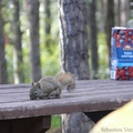 Tamiasciurus hudsonicus, Red squirrel, Écureuil roux, Whitehorse, Yukon américain 