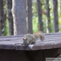 Tamiasciurus hudsonicus, Red squirrel, Écureuil roux, Whitehorse, Yukon américain 