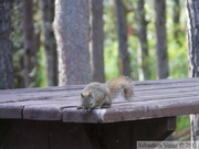 Tamiasciurus hudsonicus, Red squirrel, Écureuil roux, Whitehorse, Yukon américain 