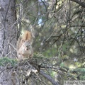 Tamiasciurus hudsonicus, Red squirrel, Écureuil roux, Whitehorse, Yukon américain 