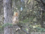 Tamiasciurus hudsonicus, Red squirrel, Écureuil roux, Whitehorse, Yukon américain 