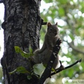 Tamiasciurus hudsonicus, Red squirrel, Écureuil roux, Whitehorse, Yukon américain 