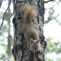 Tamiasciurus hudsonicus, Red squirrel, Écureuil roux, Whitehorse, Yukon américain 