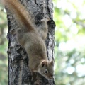 Tamiasciurus hudsonicus, Red squirrel, Écureuil roux, Whitehorse, Yukon américain 