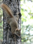 Tamiasciurus hudsonicus, Red squirrel, Écureuil roux, Whitehorse, Yukon américain 