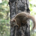 Tamiasciurus hudsonicus, Red squirrel, Écureuil roux, Whitehorse, Yukon américain 