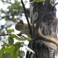 Tamiasciurus hudsonicus, Red squirrel, Écureuil roux, Whitehorse, Yukon américain 