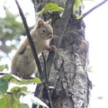 Tamiasciurus hudsonicus, Red squirrel, Écureuil roux, Whitehorse, Yukon américain 