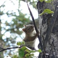 Tamiasciurus hudsonicus, Red squirrel, Écureuil roux, Whitehorse, Yukon américain 