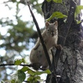 Tamiasciurus hudsonicus, Red squirrel, Écureuil roux, Whitehorse, Yukon américain 