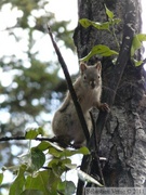 Tamiasciurus hudsonicus, Red squirrel, Écureuil roux, Whitehorse, Yukon américain 