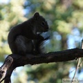 Tamiasciurus hudsonicus, Red squirrel, Écureuil roux, Whitehorse, Yukon américain 