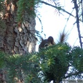 Tamiasciurus hudsonicus, Red squirrel, Écureuil roux, Whitehorse, Yukon américain 