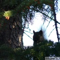 Tamiasciurus hudsonicus, Red squirrel, Écureuil roux, Whitehorse, Yukon américain 