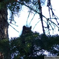 Tamiasciurus hudsonicus, Red squirrel, Écureuil roux, Whitehorse, Yukon américain 