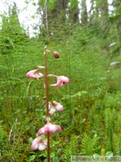 Pyrola sp., Wintergreen, pirole, Tombstone Park, Dempster Highway, Yukon