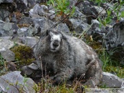 Marmota caligata, Hoary Marmot, Marmotte des Rocheuses, Grizzly Lake Trail, Tombstone Park, Yukon