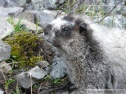 Marmota caligata, Hoary Marmot, Marmotte des Rocheuses, Grizzly Lake Trail, Tombstone Park, Yukon