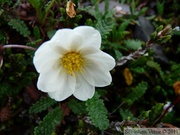 Dryas octopetala, Mountain avens, Dryade à huit pétales, Grizzly Lake Trail, Tombstone Park, Yukon