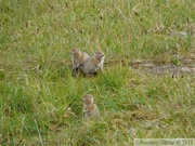 Spermophilus parryii, Arctic ground squirrel, Ecureuil terrestre arctique, Grizzly Lake, Tombstone Park, Yukon