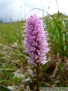 Polygonum sp., Bistort, Bistorte, Grizzly Lake trail, Tombstone Park, Yukon