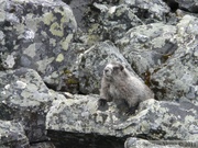 Marmota caligata, Hoary Marmot, Marmotte des Rocheuses, Grizzly Lake Trail, Tombstone Park, Yukon