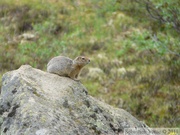 Spermophilus parryii, Arctic ground squirrel, Ecureuil terrestre arctique, Grizzly Lake campsite, Tombstone Park, Yukon