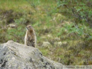 Spermophilus parryii, Arctic ground squirrel, Ecureuil terrestre arctique, Grizzly Lake campsite, Tombstone Park, Yukon