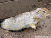 Spermophilus parryii, Arctic ground squirrel, Ecureuil terrestre arctique, Grizzly Lake campsite, Tombstone Park, Yukon