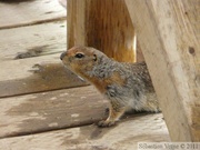 Spermophilus parryii, Arctic ground squirrel, Ecureuil terrestre arctique, Grizzly Lake campsite, Tombstone Park, Yukon