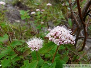 Valeriana capitata, Capitate Valerian, Grizzly Lake, Tombstone Park, Yukon