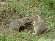 Spermophilus parryii, Arctic ground squirrel, Ecureuil terrestre arctique, Grizzly Lake campsite, Tombstone Park, Yukon