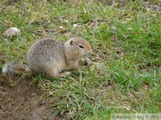 Spermophilus parryii, Arctic ground squirrel, Ecureuil terrestre arctique, Grizzly Lake campsite, Tombstone Park, Yukon