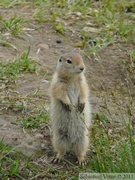 Spermophilus parryii, Arctic ground squirrel, Ecureuil terrestre arctique, Grizzly Lake campsite, Tombstone Park, Yukon