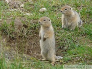 Spermophilus parryii, Arctic ground squirrel, Ecureuil terrestre arctique