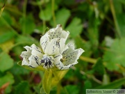 Gentiana algida, Grizzly Lake trail, Tombstone Park, Yukon