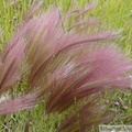 Hordeum jubatum, Squirreltail Grass, orge à crinière, Eagle Plains,  Dempster Highway, Yukon