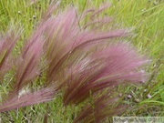 Hordeum jubatum, Squirreltail Grass, orge à crinière, Eagle Plains,  Dempster Highway, Yukon