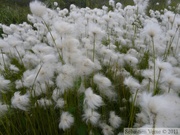 Eriophorum sp., Cotton-grass, Linaigrette, Eagle Plains,  Dempster Highway, Yukon