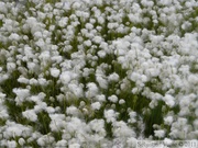 Eriophorum sp., Cotton-grass, Linaigrette, Eagle Plains,  Dempster Highway, Yukon