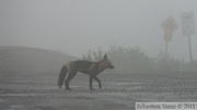 Vulpes vulpes (cross phase), Red fox, Renard roux, Dempster Highway, Yukon/NWT