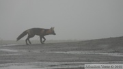 Vulpes vulpes (cross phase), Red fox, Renard roux, Dempster Highway, Yukon/NWT