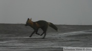 Vulpes vulpes (cross phase), Red fox, Renard roux, Dempster Highway, Yukon/NWT