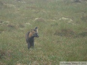 Vulpes vulpes (cross phase), Red fox, Renard roux, Dempster Highway, Yukon/NWT